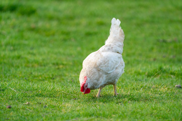 White leghorn chicken / chicken de livorno, the most beautifull italian chicken, known for giving...