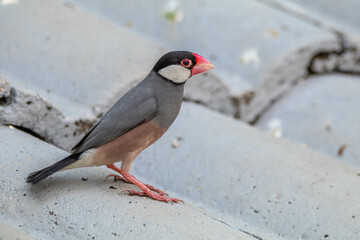 The Java sparrow (Padda oryzivora), also known as Java finch, Java rice sparrow or Java rice bird, is a small passerine bird