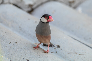 The Java sparrow (Padda oryzivora), also known as Java finch, Java rice sparrow or Java rice bird, is a small passerine bird