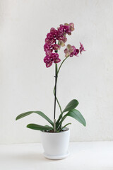 Phalaenopsis orchid Wildcat variety, purple speckled. Beautiful variety of orchid in a white pot on a white background, abundant flowering, blooming orchid.