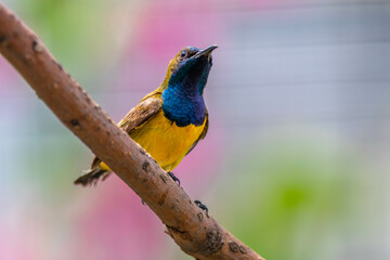 The olive-backed sunbird (Cinnyris jugularis), also known as the yellow-bellied sunbird, is a species of sunbird found from Southern Asia to Australia.