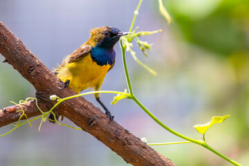 The olive-backed sunbird (Cinnyris jugularis), also known as the yellow-bellied sunbird, is a species of sunbird found from Southern Asia to Australia.