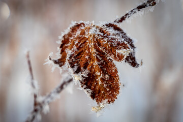 Close up image of frost covered leaves on a winter day. The intricate texture of the frost is very evident.