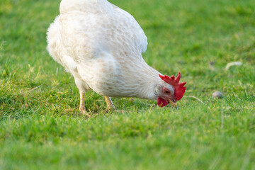 White leghorn chicken / chicken de livorno, the most beautifull italian chicken, known for giving the most eggs per year. White leghorn free range on grass
