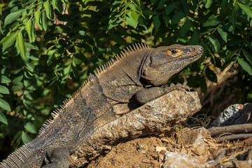 Close up image of an iguana sunning itself on a rock on a bright sunny day. There are lush green leaves in the background.