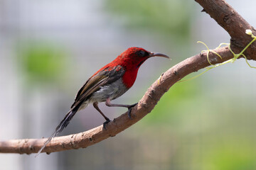 

Wikipedia
https://en.wikipedia.org › wiki › Crimson_sunbird
The crimson sunbird (Aethopyga siparaja) is a species of bird in the sunbird family which feed largely on nectar