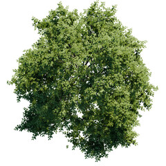 green tree top view on white png landscape plan urban