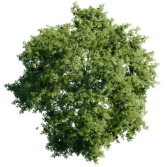 Foto op Canvas green tree top view on white png landscape plan urban © aby