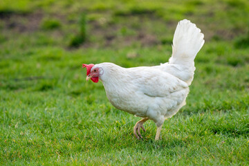 White leghorn chicken / chicken de livorno, the most beautifull italian chicken, known for giving...