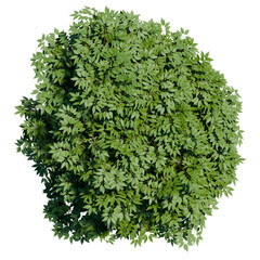 green tree top view on white png landscape plan urban