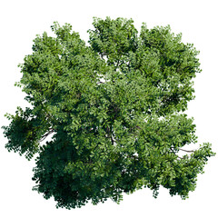 green tree top view on white png landscape plan urban