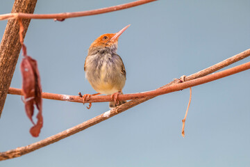 The ashy tailorbird (Orthotomus ruficeps)