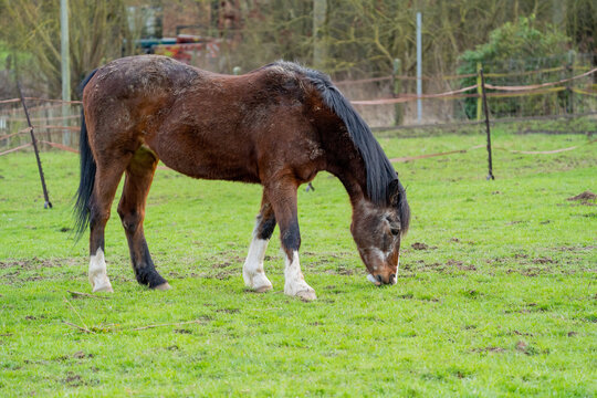 belgian horse in the field