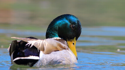 Birds and animals in wildlife concept. Amazing mallard duck family swims in lake or river with blue water    