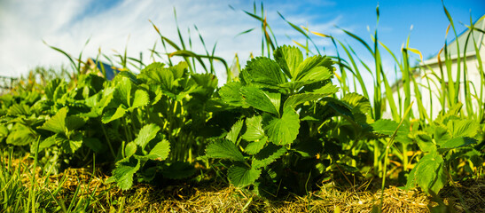 Strawberry crops under the sun. Cultivated land close-up with sprout. Agricultural plant growing in the garden. Green natural food crop