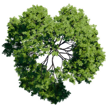 green tree top view on white png landscape plan urban