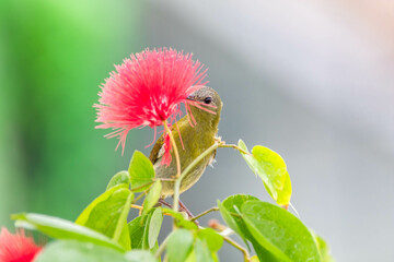 The Indian white-eye (Zosterops palpebrosus), formerly the Oriental white-eye, is a small passerine bird in the white-eye family