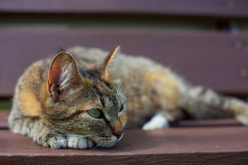 A tabby cat lies on a bench and looks into the distance in the countryside on a summer sunny day. Handsome pet