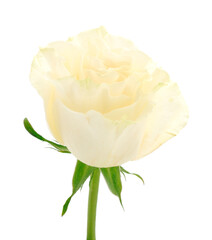 White beautiful rose.