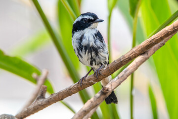 The little pied flycatcher (Ficedula westermanni) is a species of bird in the family Muscicapidae