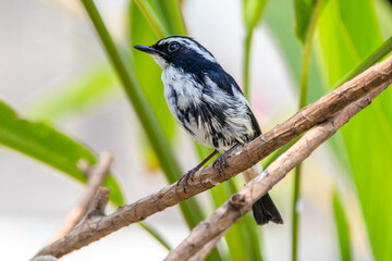The little pied flycatcher (Ficedula westermanni) is a species of bird in the family Muscicapidae