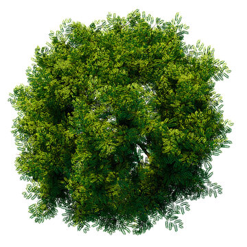 green tree top view on white png landscape plan urban
