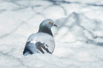 A beautiful pigeon sits on the snow in a city park in winter...