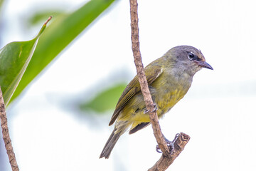 The Indian white-eye (Zosterops palpebrosus), formerly the Oriental white-eye, is a small passerine bird in the white-eye family