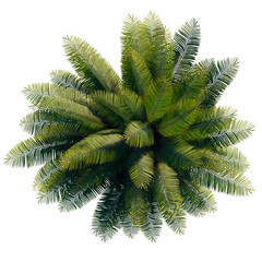 green tree top view on white png landscape plan urban