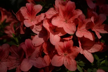 Foto op Canvas blurry bright summer floral background, flower texture, bright colorful azalea background, red azalea flowers close-up, pink flowers close-up, flower background flowery summer texture for backgrounds © Анна Климчук