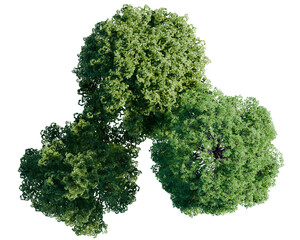 green tree top view on white png landscape plan urban