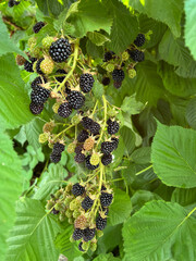 Natural fresh blackberries in a garden. Bunch of ripe blackberry fruit - Rubus fruticosus - on branch of plant with green leaves on farm.