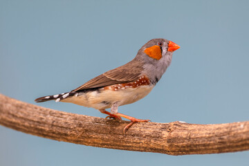 The Sunda zebra finch (Taeniopygia guttata) is a species of bird in the family Estrildidae