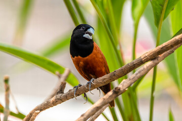 The chestnut munia or black-headed munia is a small passerine