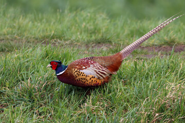 A Pheasant at the edge of a canal looking for food
