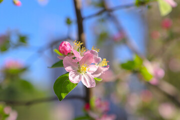 Begonia flowers blooming in Asian parks in spring