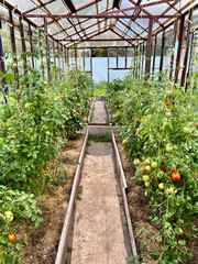 Tomato plants in greenhouse. Tomatoes growing on plants in greenhouse. Harvest tomatoes, home gardening.
