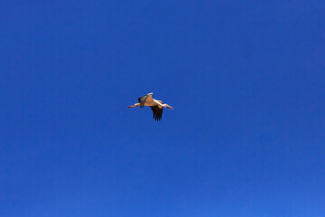 A stork flies overhead against a blue sky.