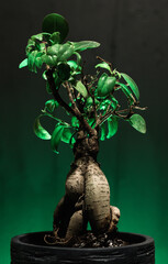 Pequeño bonsai con un fondo verde-negro degradado