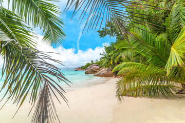 Fototapeta na wymiar White sand and coconut palm trees in Anse Lazio beach