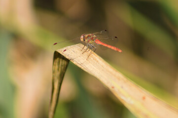 Closeup of a red dragonfly resting on a leaf with blurred background