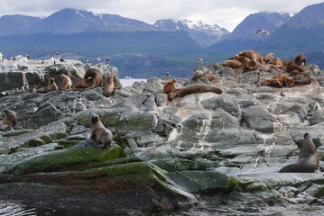 Lions de mer dans le canal de Beagle. Patagonie argentine