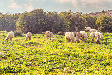 Fototapeta premium grazing sheep in the spring meadow