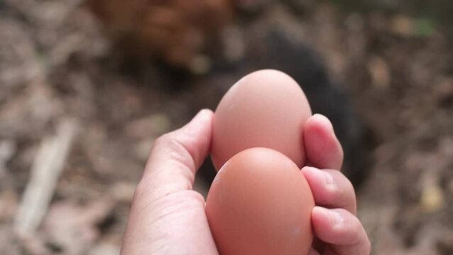hand fresh eggs just collected from free range chickens in a rural house family cares for free animals sustainable natural lifestyle respect for the environment animals free chickens