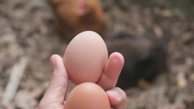hand fresh eggs just collected from free range chickens in a rural house family cares for free animals sustainable natural lifestyle respect for the environment animals free chickens