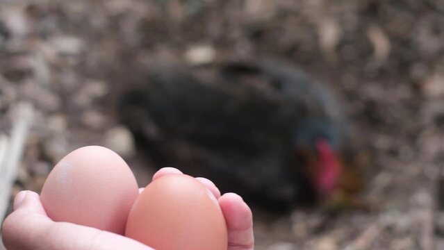 hand fresh eggs just collected from free range chickens in a rural house family cares for free animals sustainable natural lifestyle respect for the environment animals free chickens