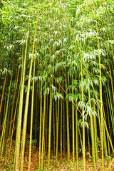 bamboo forest in Taiwan, Republic of China