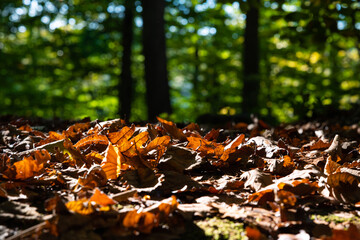 Fototapeta na wymiar Fallen brown leaves on the ground and blurry forest on the ground