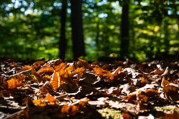 Fallen brown leaves on the ground and blurry forest on the ground