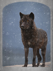black wolf stands in a doorway on a farm, waiting for its prey